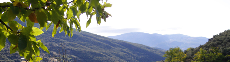 Vista desde los castaños